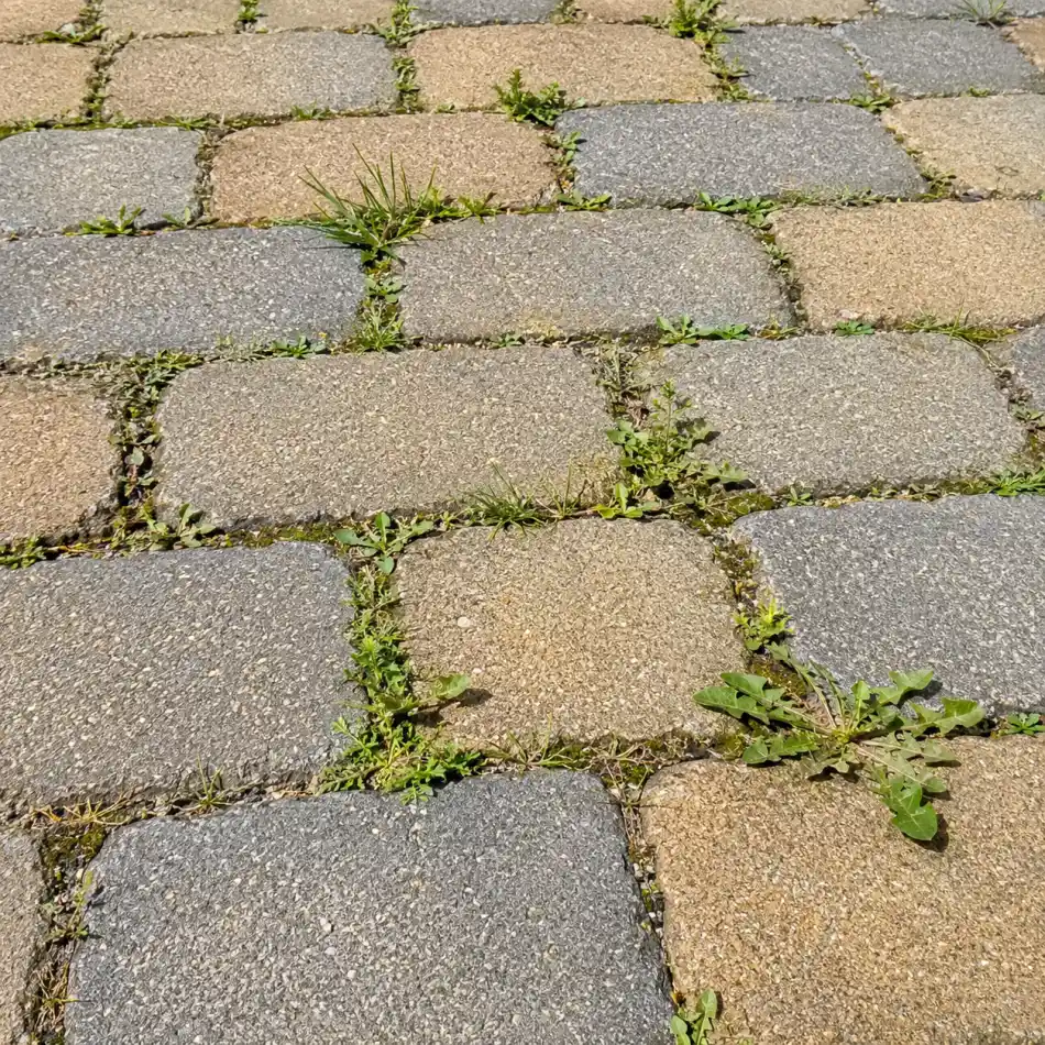 Mauvaises herbes et pissenlits entre les joints de pavés autobloquants – allée à traiter en Normandie